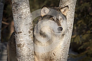 Grey Wolf Canis lupus Looks Out Between Trees