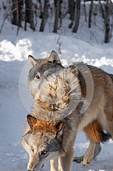 Grey Wolf (Canis lupus) Looks Over Back of Packmate Winter