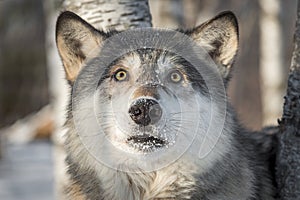 Grey Wolf Canis lupus Looks Startled