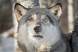 Grey Wolf Canis lupus Looks Startled photo