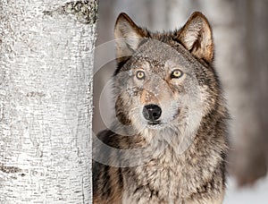 Grey Wolf (Canis lupus) Looks Up