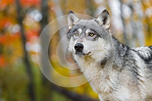 Grey Wolf Canis lupus Looks Up Autumn Colors in Background