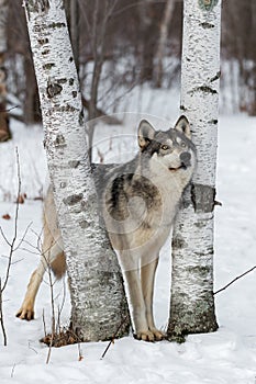 Grey Wolf Canis lupus Looks Up Between Birch Trees Winter