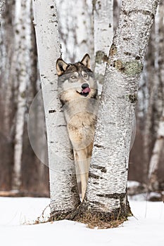 Grey Wolf Canis lupus Looks Up and Licks Nose