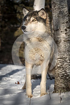 Grey Wolf Canis lupus Looks Up Next to Tree Winter