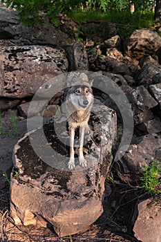 Grey Wolf Canis lupus Looks Up From Rock on Edge of Forest Summer