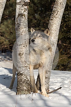 Grey Wolf Canis lupus Looks Up Between Trees