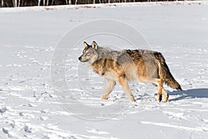 Grey Wolf Canis lupus Looks Up While Walking Left