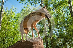 Grey Wolf Canis lupus Looms Above on Rock