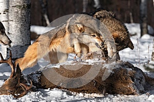 Grey Wolf (Canis lupus) Lunges at Packmate at Deer Carcass Winter