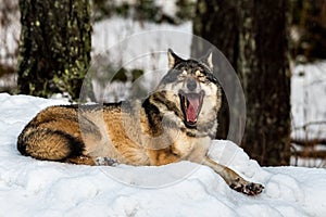 Grey wolf, Canis lupus, lying down resting and yawning, showing a very long tounge. Snowy winter forest background