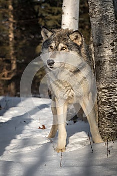 Grey Wolf Canis lupus Makes Step Forward Winter