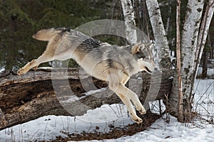 Grey Wolf Canis lupus Mid Leap Off Log Winter