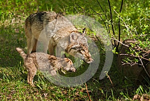 Grey Wolf (Canis lupus) Mother and Pup Peer into Shadow