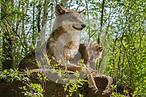 Grey Wolf (Canis lupus) Mother and Pup Sit Atop Rock