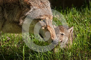 Grey Wolf Canis lupus Mother and Pup Touch