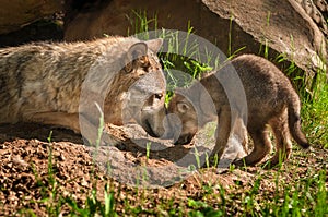 Grey Wolf (Canis lupus) Mother and Pup Touch Outside Den