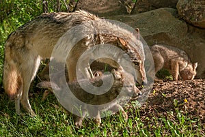 Grey Wolf Canis lupus Mother and Pups