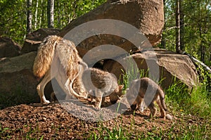 Grey Wolf Canis lupus Mother and Pups Sniff Around Den