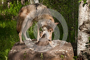Grey Wolf (Canis lupus) Mother Works to Pick up Pup