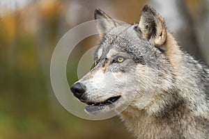Grey Wolf Canis lupus Mouth Open in Woods Autumn