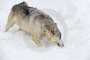 Grey Wolf (Canis lupus) Moves Quickly Right Through Snow Head Down Winter