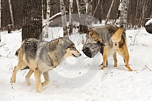 Grey Wolf (Canis lupus) Moves to Avoid Fighting Packmates Winter