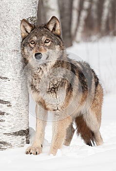 Grey Wolf (Canis lupus) Next to Birch Looks Up