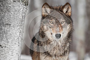 Grey Wolf (Canis lupus) Next to Birch Tree