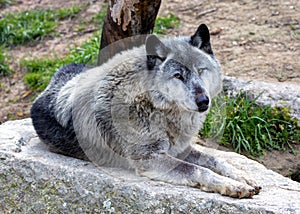 Grey Wolf (Canis lupus) in North America
