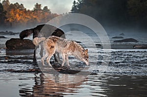 Grey Wolf Canis lupus Nose to Water With Black Wolf Autumn