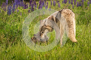 Grey Wolf Canis lupus Nudges Pup