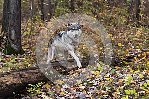 Grey Wolf (Canis lupus) One Leg Over Log Autumn