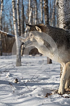 Grey Wolf Canis lupus One Paw Forward Looking Left Winter