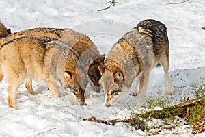 Grey Wolf (Canis lupus) pack - captive animal