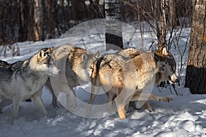 Grey Wolf (Canis lupus) Pack in Line Sniff and Snarl Winter