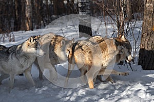 Grey Wolf (Canis lupus) Pack in Line Sniff and Snarl Winter photo