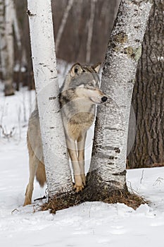 Grey Wolf Canis lupus Paws Between Birch Trees Looks Right Winter