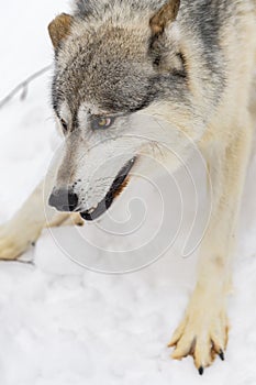 Grey Wolf (Canis lupus) Paws Spread Ears Back Winter