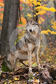 Grey Wolf Canis lupus Paws Up on Log Autumn