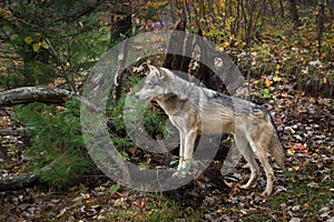 Grey Wolf Canis lupus Paws Up on Root Bundle Autumn