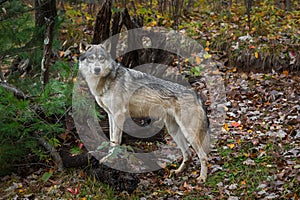 Grey Wolf Canis lupus Paws Up on Roots Autumn