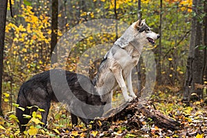 Grey Wolf Canis lupus Paws Up on Rotted Log With Black Phase Sniffing Autumn