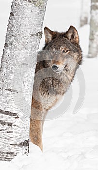 Grey Wolf (Canis lupus) Peeks from Behind Birch Tree