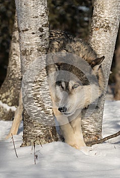 Grey Wolf Canis lupus Peers Left