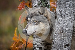 Grey Wolf Canis lupus Pokes Head Between Birch Trees Autumn