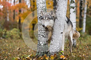 Grey Wolf Canis lupus Pokes Head Between Birch Trees Autumn