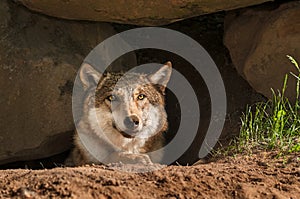 Grey Wolf (Canis lupus) Pokes Head out of Den