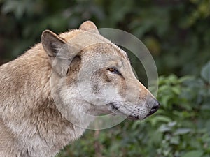 Grey Wolf Canis lupus Portrait - captive animal