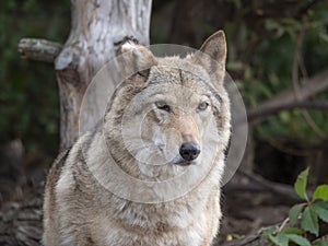 Grey Wolf Canis lupus Portrait - captive animal